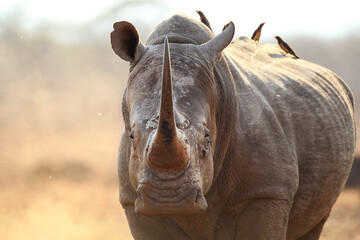 Portrait of a white rhino with its horn - obrazy, fototapety, plakaty