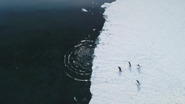 Dive into Antarctic waters with Gentoo penguins. Aerial view captures wild birds plunging from snowy land to icy coastal ocean near glaciers. Experience winter arctic wildlife swim behavior in drone
