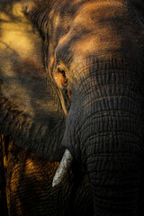 Artistic portrait of an elephant's face