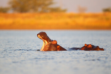 Hippo yawning in a dam near its pod