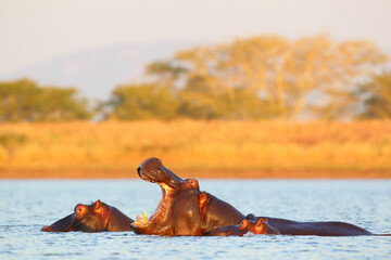 Hippo yawning in a dam near its pod