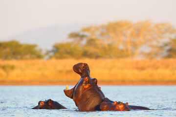 Hippo yawning in a dam near its pod