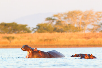 Hippo yawning in a dam near its pod