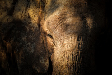 Artistic portrait of an elephant's face