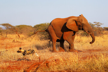 Endangered painted wolf upsetting large African elephant