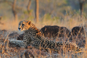 Endangered African cheetah resting at dusk