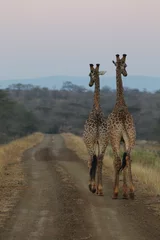 Gardinen Two giraffe walking together on a gravel road at sunset © John