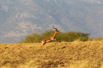 Impala ram running