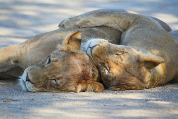 Two lionesses cuddling in shade