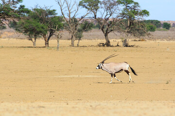 Oryx running to a waterhole in the Kalahari Desert