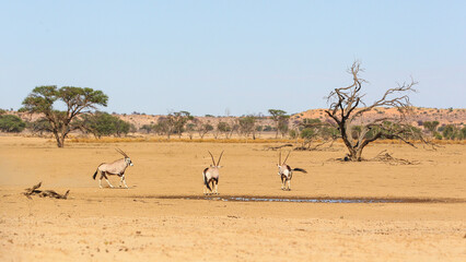 Fototapeta na wymiar Oryx running to a waterhole in the Kalahari Desert
