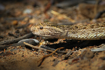 Puff adder blending into its desert environment
