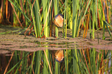 Little bittern holding onto reeds with its feet - obrazy, fototapety, plakaty