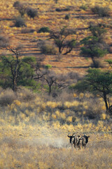 Small group of wildebeest walking in the Kalahari Desert