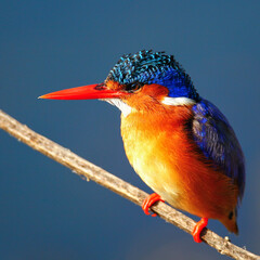 Malachite kingfisher perched on a reed