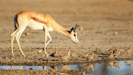 Springbok walking past birds to drink water