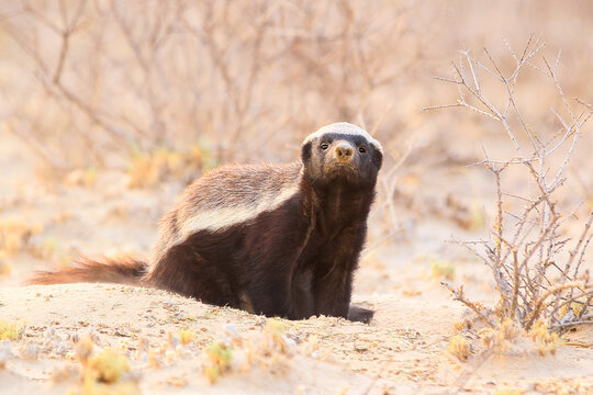 Dangerous honey badger in the Kalahari Desert
