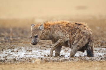 Laughing hyena stuck in the mud
