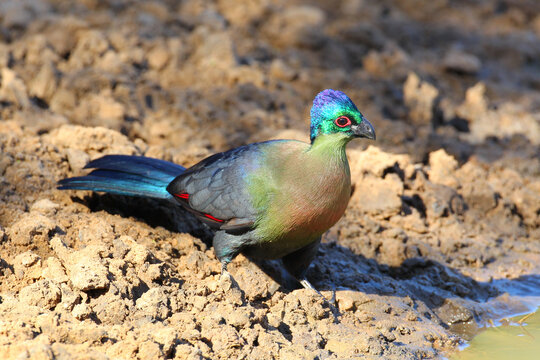 Purple-crested turaco drinking water from mud