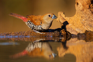 Pink-throated twinspot drinking at small pond