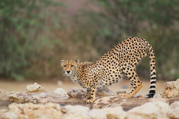Cheetah drinking water in the northern Kalahari Desert