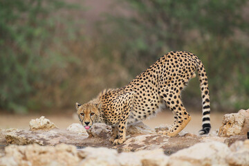 Cheetah drinking water in the northern Kalahari Desert