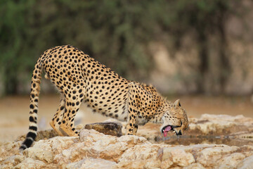 Cheetah drinking water in the northern Kalahari Desert