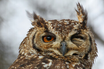 Spotted eagle-owl winking in the later afternoon
