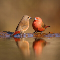 Jameson's firefinch birds at a quiet puddle