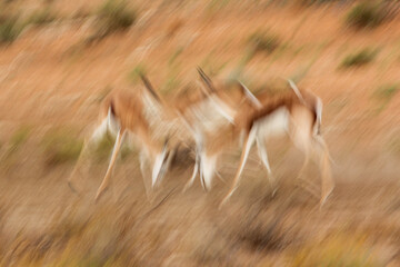 Group of springbok fighting with artistic motion blur