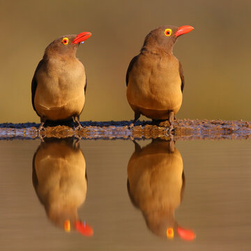 Two red-billed oxpecker birds looking in the same direction with reflection in pond
