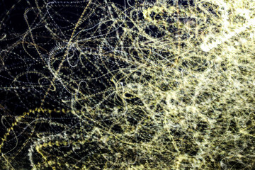 Movement of moths flying in front of a light at night with artistic motion