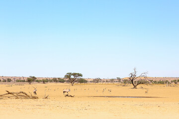 Fototapeta na wymiar Gemsbok at a waterhole in the Kalahari Desert with clear blue sky