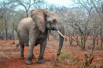 Large curious elephant with red sand