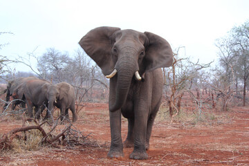 Large curious elephant with red sand
