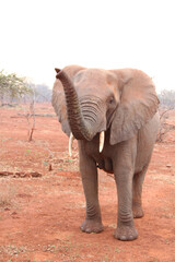 Fototapeta premium Large curious elephant with red sand