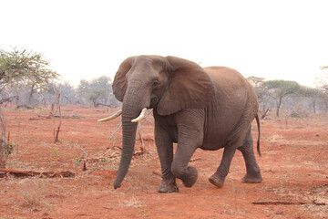 Fototapeta na wymiar Elephant walking on red sand