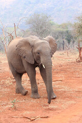 Elephant walking on red sand