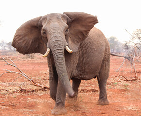 Fototapeta na wymiar Aggressive large elephant