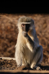 Curious vervet monkey looking for food