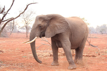 Large curious elephant with red sand
