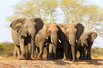 Herd of elephants moving together