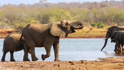 Elephant walking next to a river