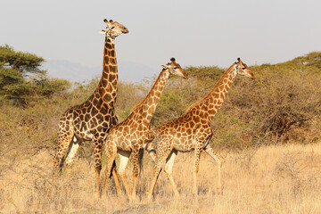 Naklejka na ściany i meble Three giraffe standing together in profile