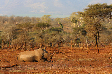 Endangered white rhino on red sand at sunset