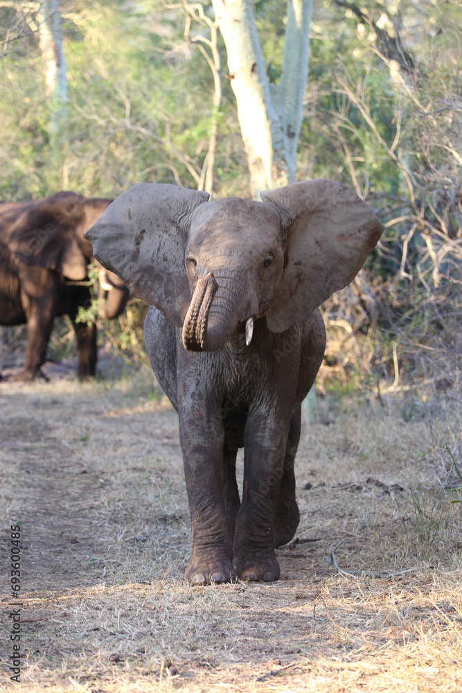 Canvas Prints Young elephant entertaining itself in a fever tree forest