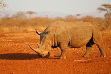 Endangered white rhino on red sand at sunset