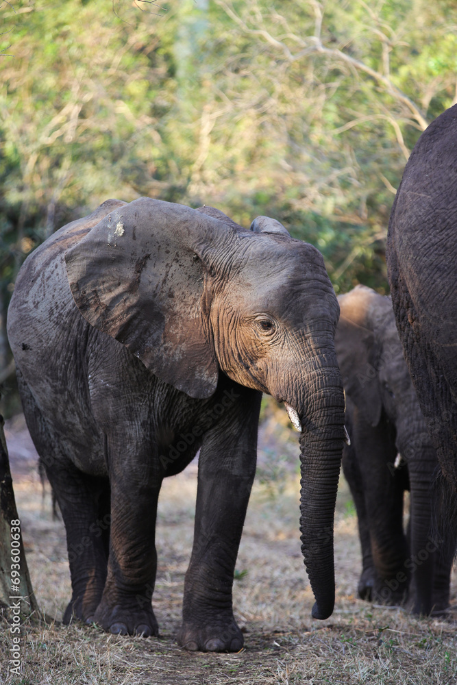 Canvas Prints Young elephant entertaining itself in a fever tree forest