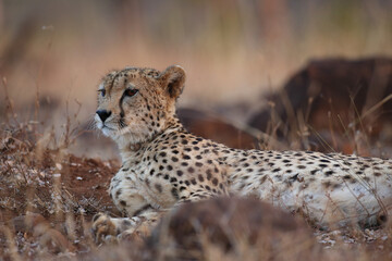 Cheetah resting on the ground in the late afternoon