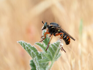Killer and thief fly. Genus Saropogon